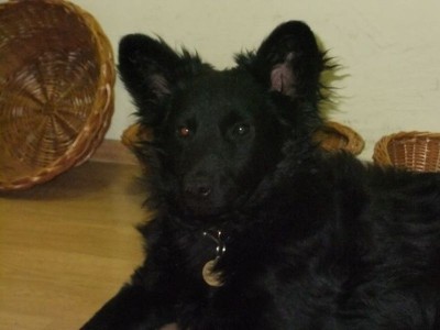 Esély, a fekete mudi