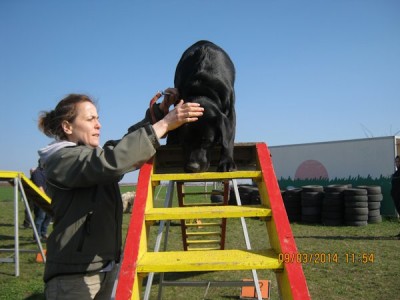 Tex a lépcsős akadályon