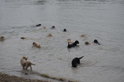 Guide dogs are pleased swam the Danube