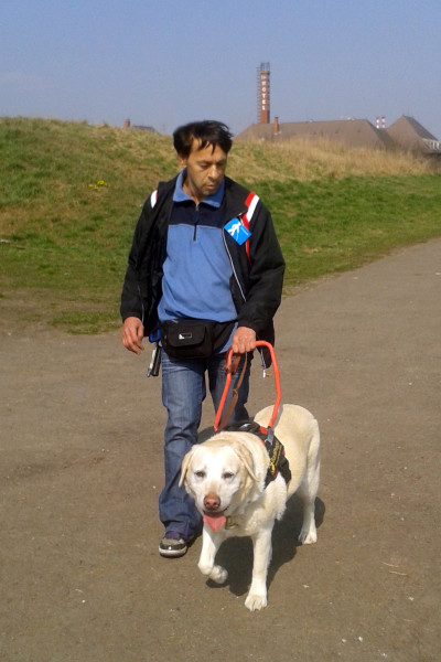 In the picture a man is being guided by a yellow Labrador.