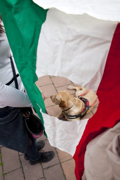 In the picture there is a Hungarian flag with a hole in the middle. Through the whole a yellow lab guide dog, Fidzsi can be seen while lying on the ground.