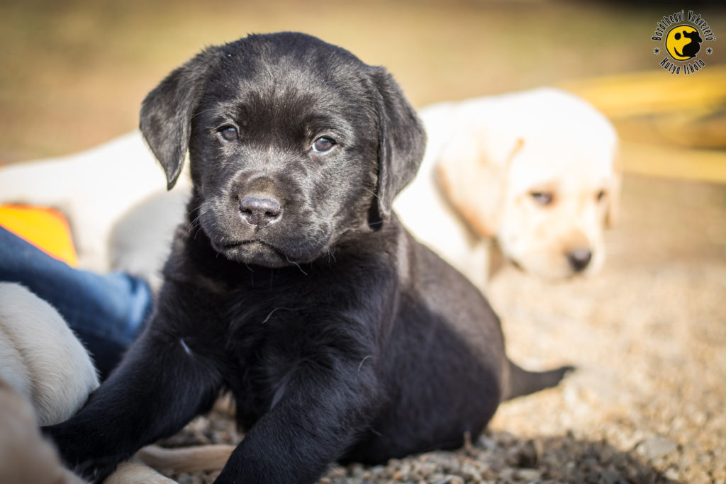 Legenda a csodaszép fekete kölyök egyre jobban hasonlít apukájára