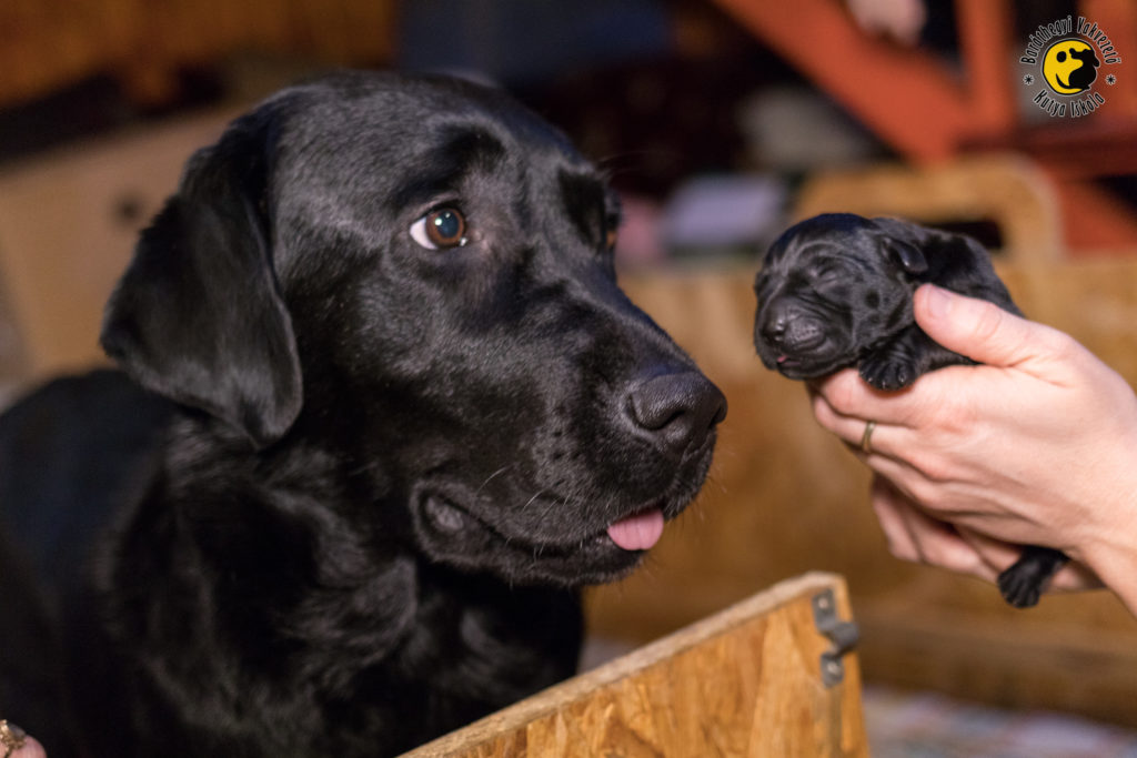 Iris, a fekete labrador büszkén tekint az egyik fekete kölyökre