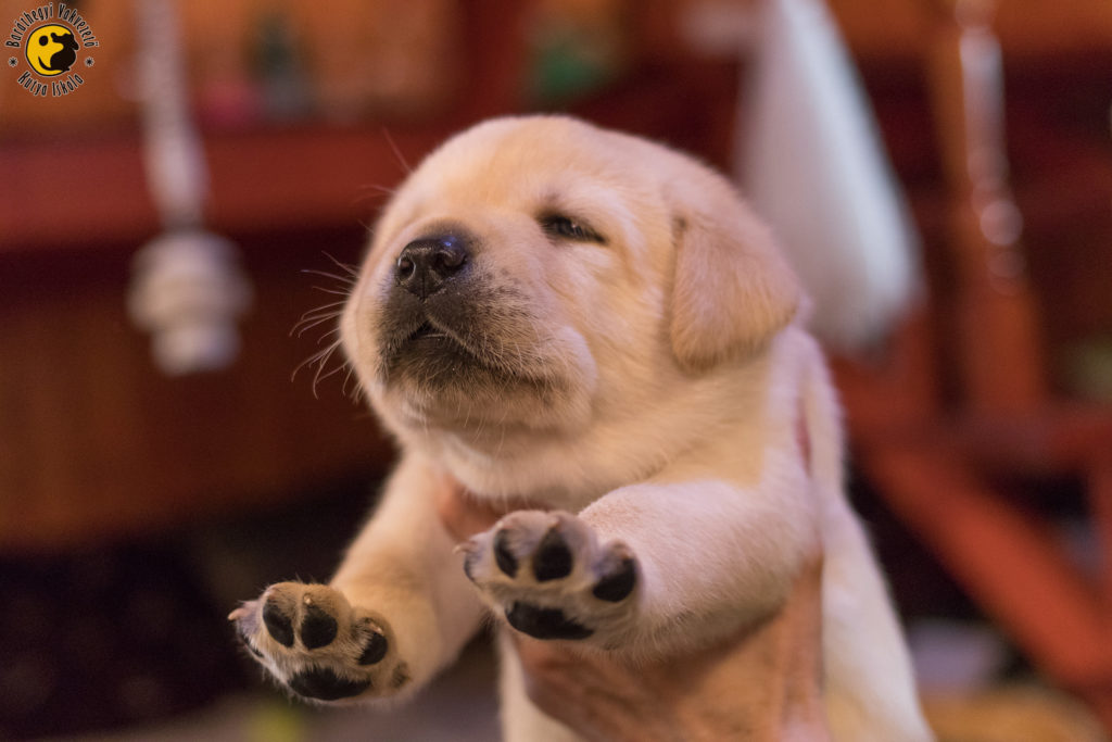 Mágnes, a sárga labrador nagyon játékos kölyök