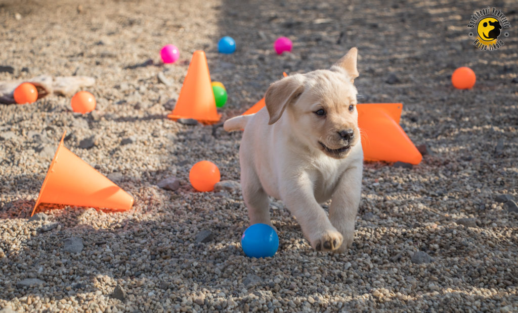 A sárga labrador vidáman játszik a színes labdák között