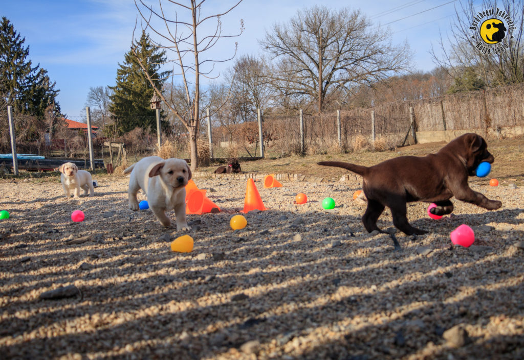 A két sárga labrador, és csoki testvérük vidáman kergetik a színes labdákat