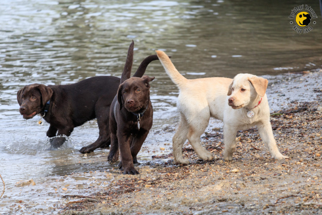 We went to Hajógyári Island with 20 dogs