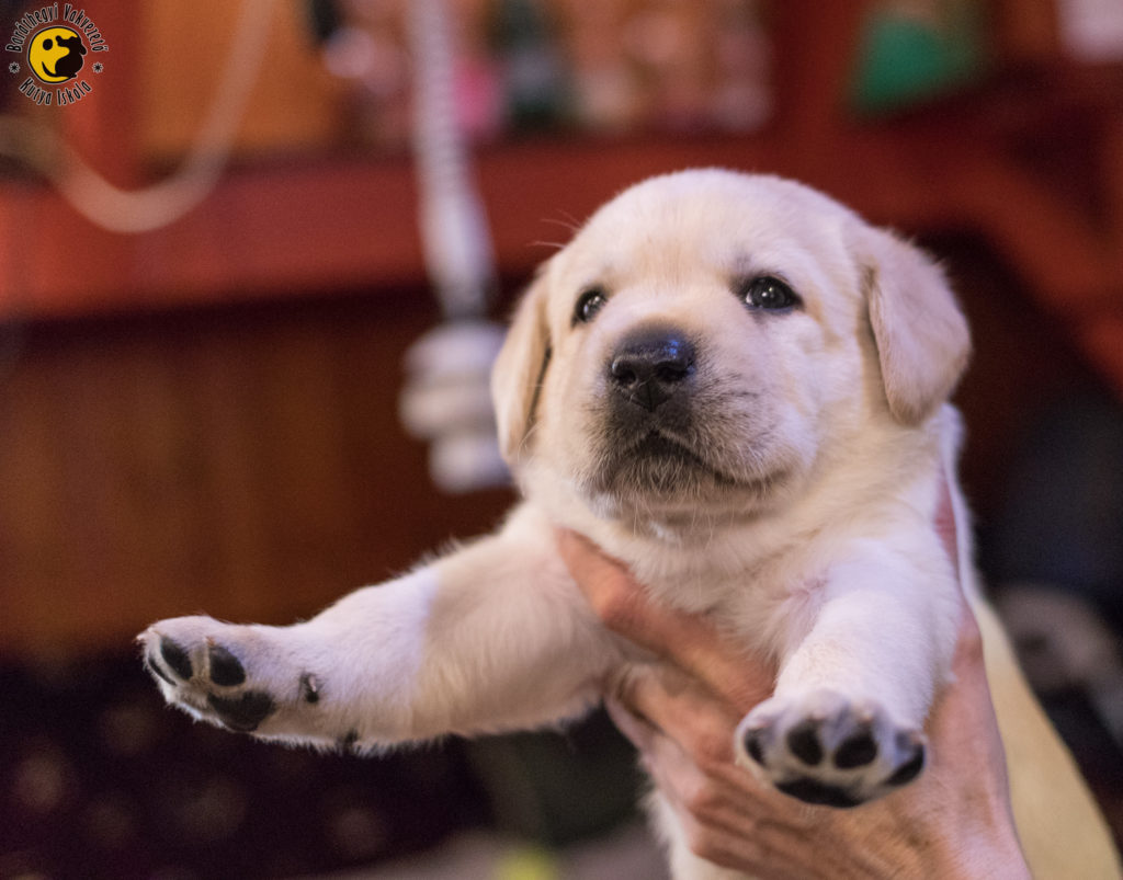 Márvány likes to play with his siblings