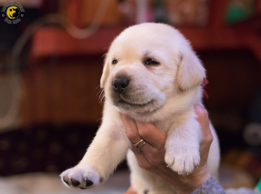 Müzli is the most easy-going of the litter