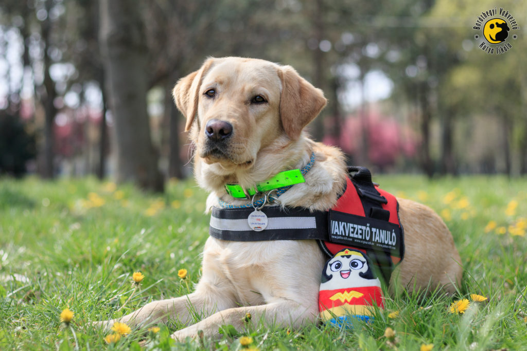 Kiwi kicsit több mint egy éves szépen halad a képzési programban