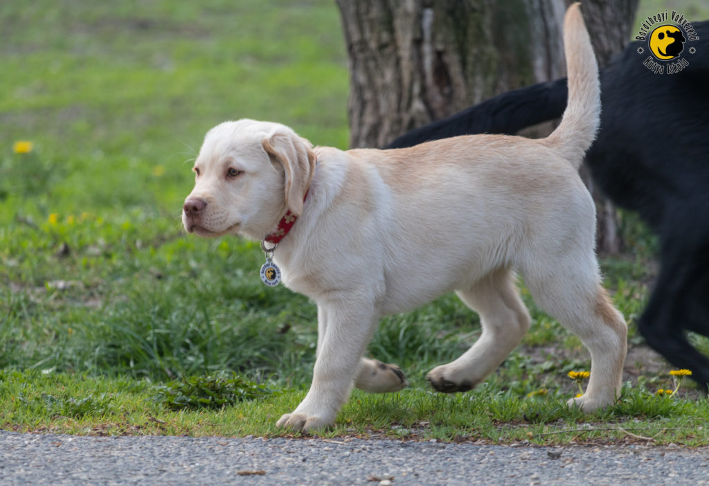 The four-month-old Latte fills the days of her raisers with new adventures