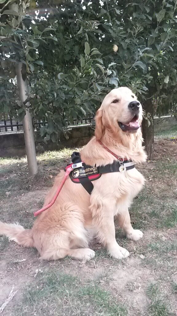 The picture shows a golden retriever sitting in a harness.
