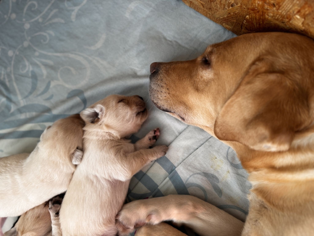 A képen egy anyakutya fekszik és fejénél két sárga színű kölyke alszik.
