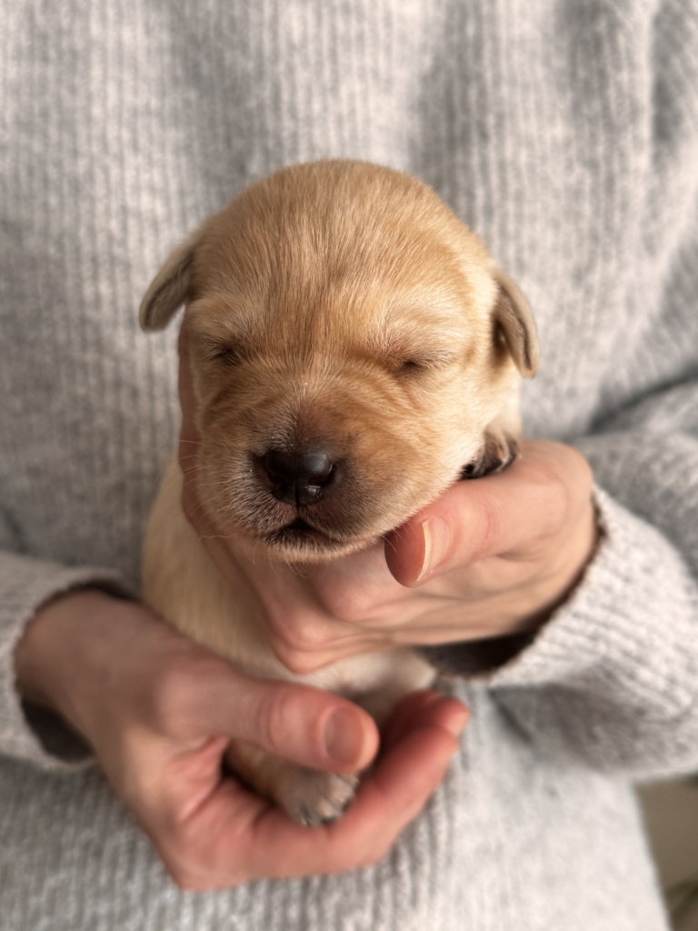 A képen egy apró, mindössze négyhetes, sárga színű labrador retriever kölyköt tartanak gyengéden egy emberi tenyérben.