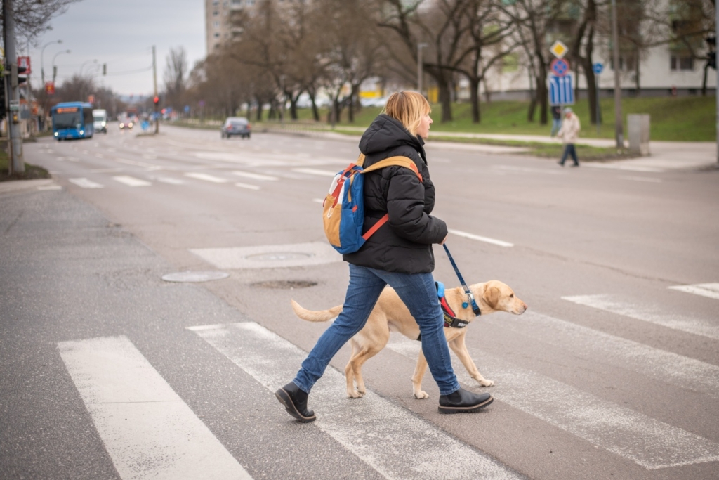 Kovács Margit vakvezető kutyájával Alfával egy zebrán kel át.