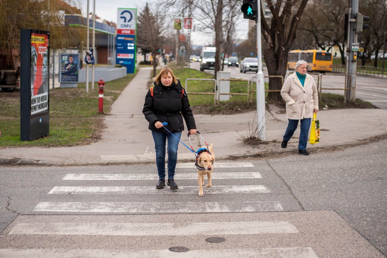 Beszéljünk róla: a vakvezető kutyák szájkosár nélkül utazhatnak