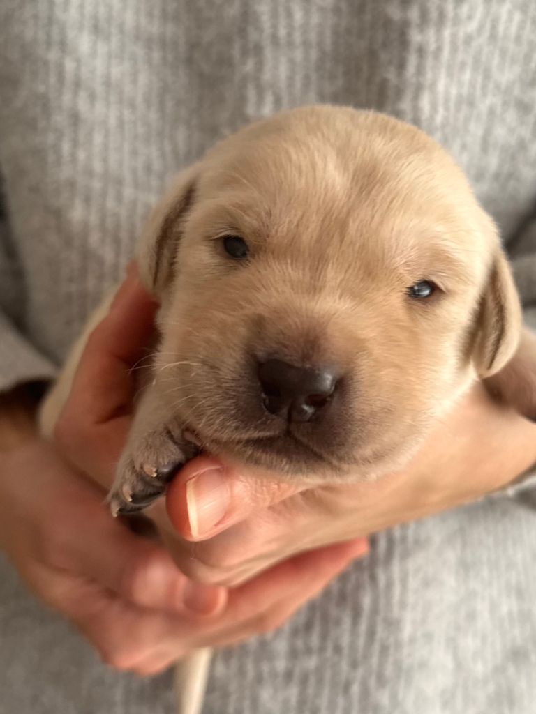 A képen egy apró, mindössze négyhetes, sárga színű labrador retriever kölyköt tartanak gyengéden egy emberi tenyérben.