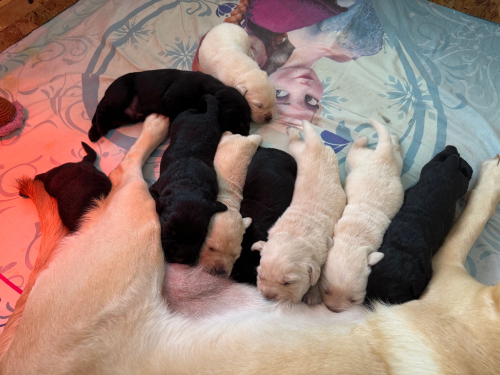 A képen egy labrador anyakutya szoptatja a kölykeit.
