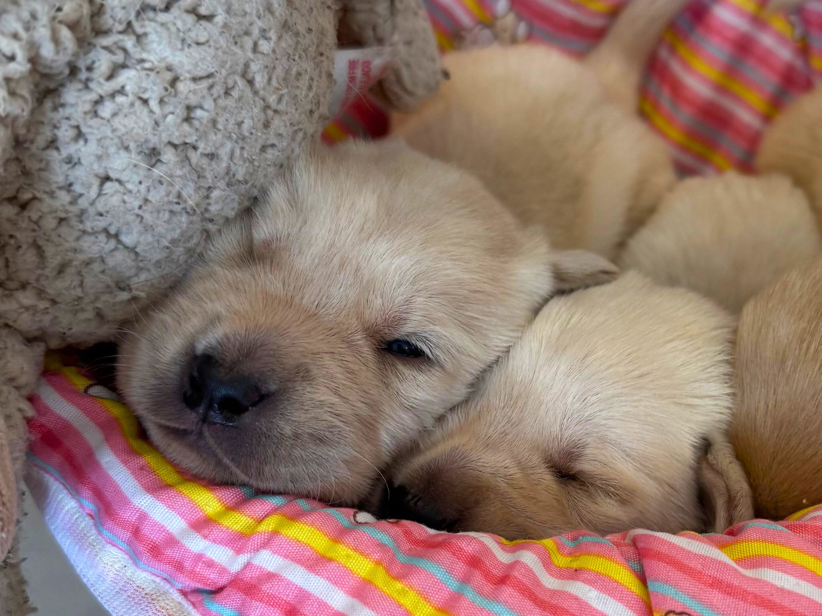 Egyre nagyobb a nyüzsgés Borsó kölykeinél – elrepült az első két hét