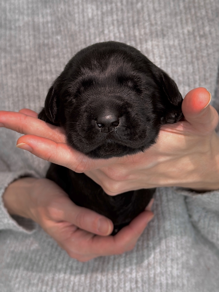 A képen egy apró, mindössze négyhetes, fekete színű labrador retriever kölyköt tartanak gyengéden egy emberi tenyérben.