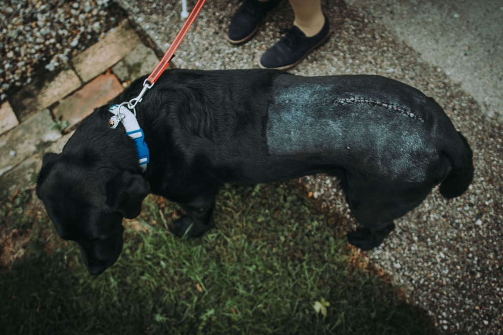A képen Vakvezető kutyánk, Dolly háta látható a műtétet követően – egy gyógyulási folyamatot bemutató közeli felvétel.