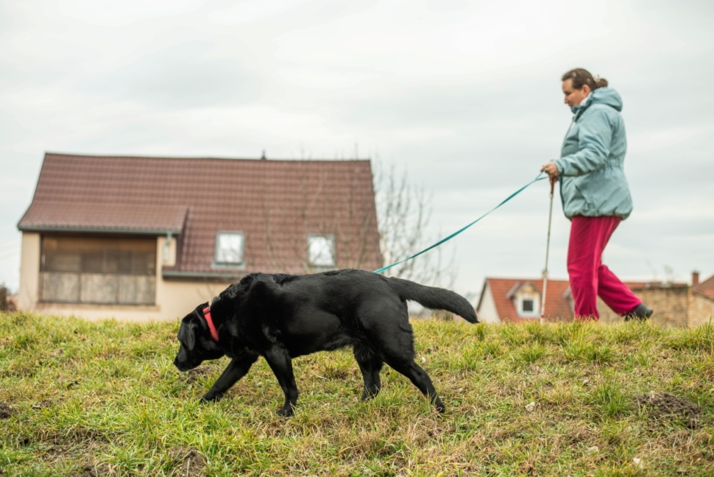 Sáfrány Írisz egy töltésen sétál, miközben nyugdíjas vakvezető kutyája, Dolly hosszú pórázon halad mellette.
