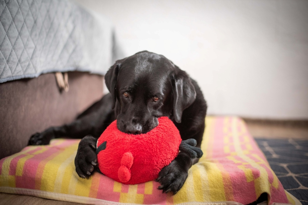 Dolly, a vakvezető kutya egy matracon fekszik az ágy mellett, miközben szájában egy piros plüss játékot tart.