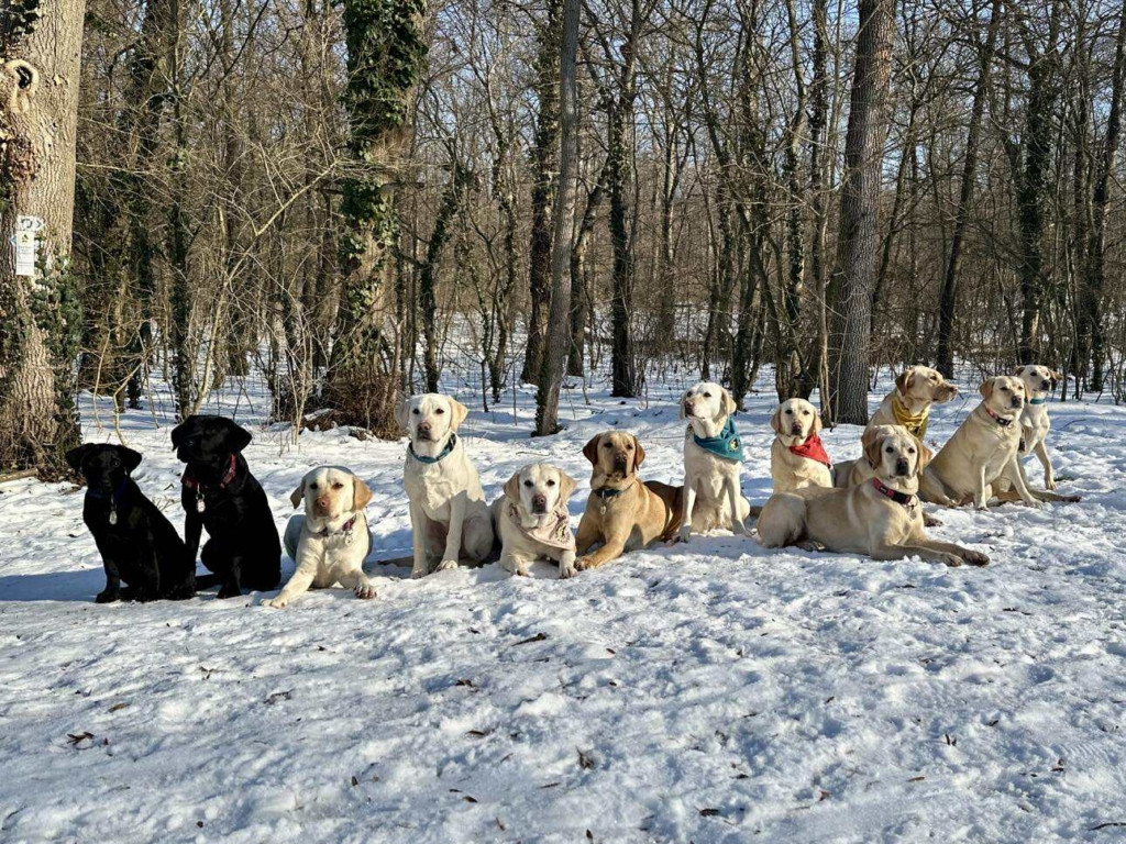 A képen több sárga és fekete színű labrador vakvezető tanuló kutya látható és a hóval borított erőszélen ülnek és fekszenek.