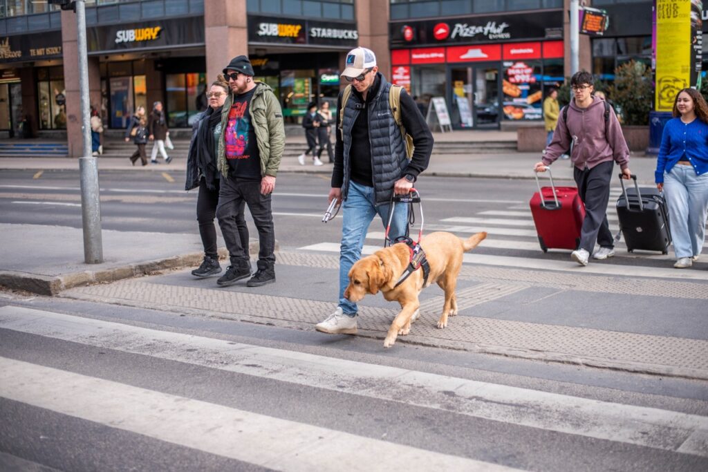 A képen Bodnár Attila látható, amint vakvezető kutyájával, Parféval, a sárga színű labradorral átkel egy forgalmas zebrán.