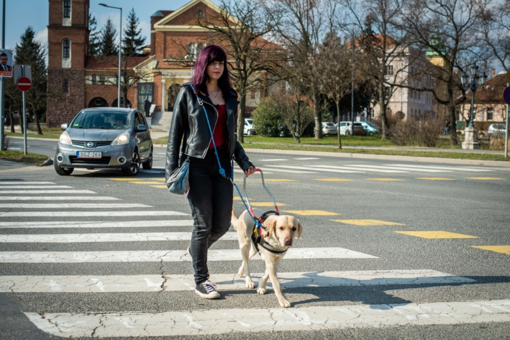 Flóra egy zebrán megy át és Akác a vakvezető kutyája vezeti.