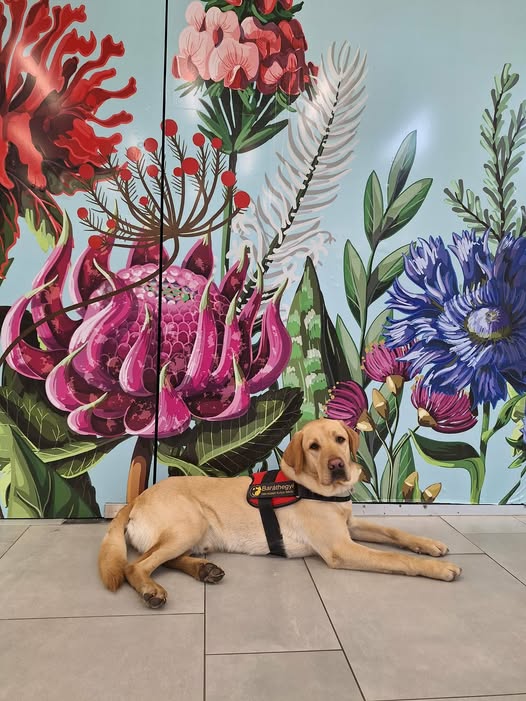 Jegenye a sárga vakvezető tanuló kutya fekszik a folyosón és a háta mögött egy festett virágos fal.