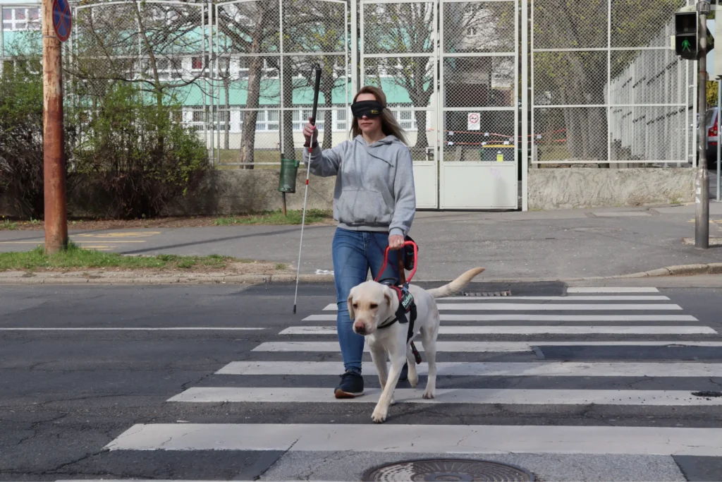 Vakvezető tanuló kutya átvezeti a zebrán a kiképzőjét