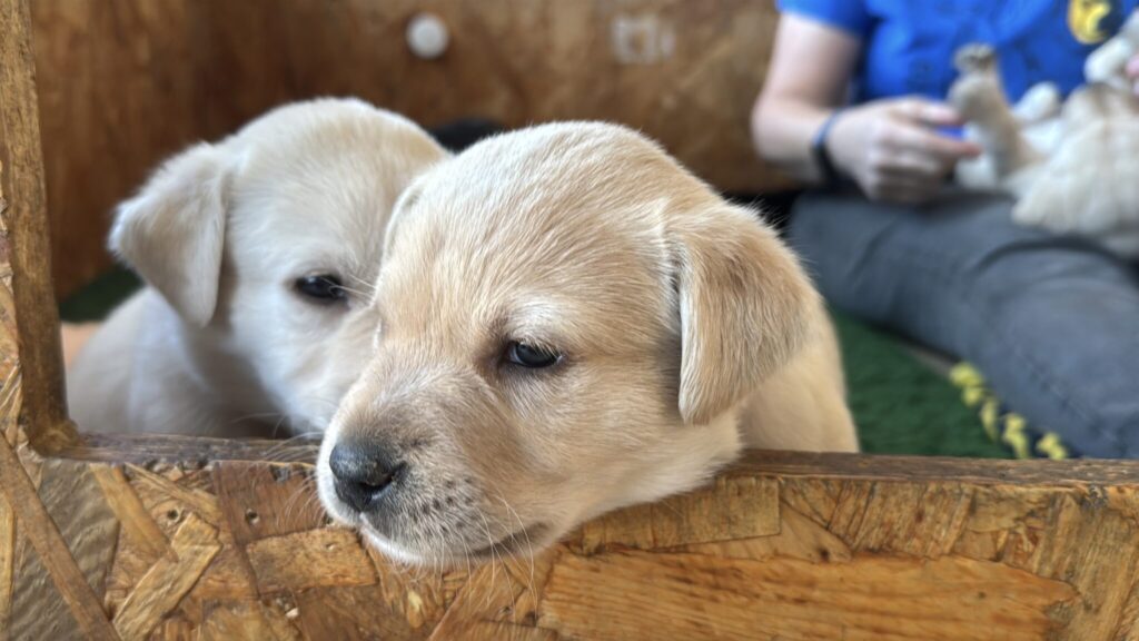 Two yellow Labrador puppies are peeking out of a wooden crate.