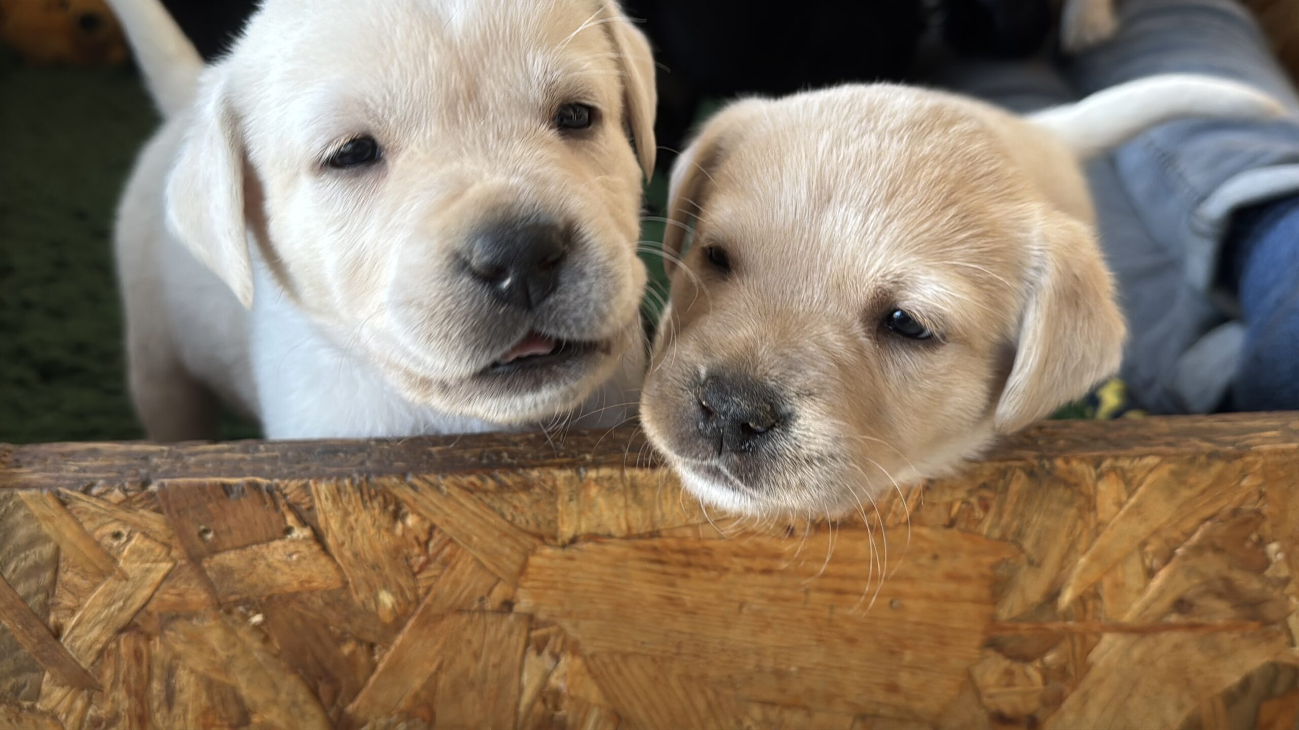 A képen két sárga labrador kölyökkutya látható, amint kíváncsian egy dobozból kukucskálnak ki.
