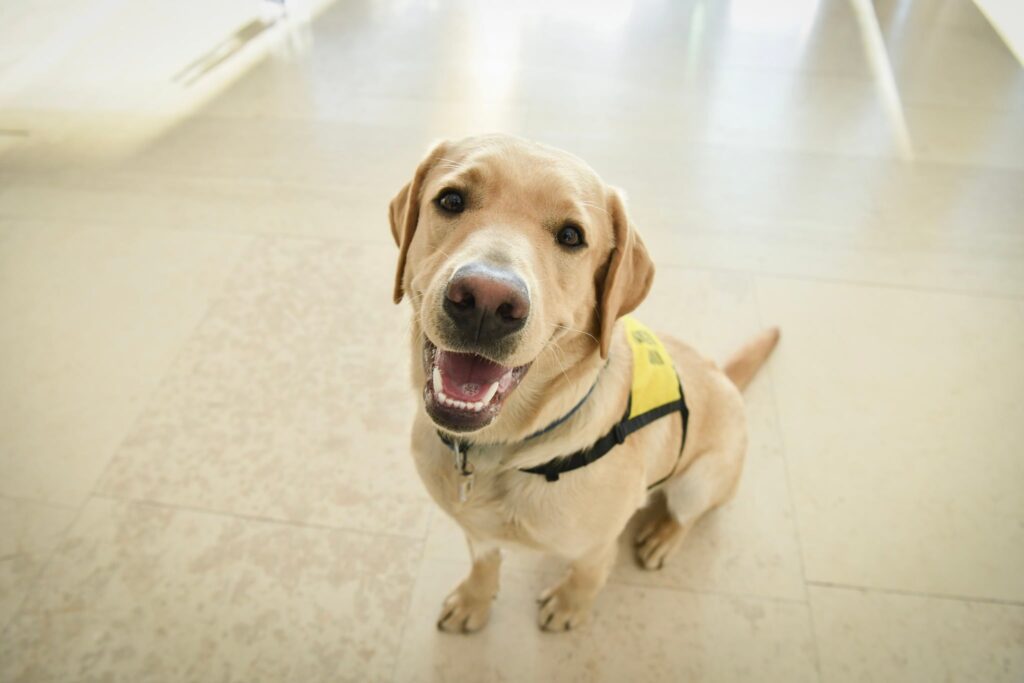 A képen Indián, a sárga színű labrador vakvezető tanuló kutya ül.