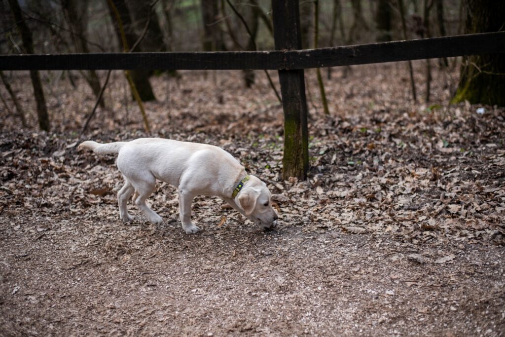 Naspolya in the forest off-leash
