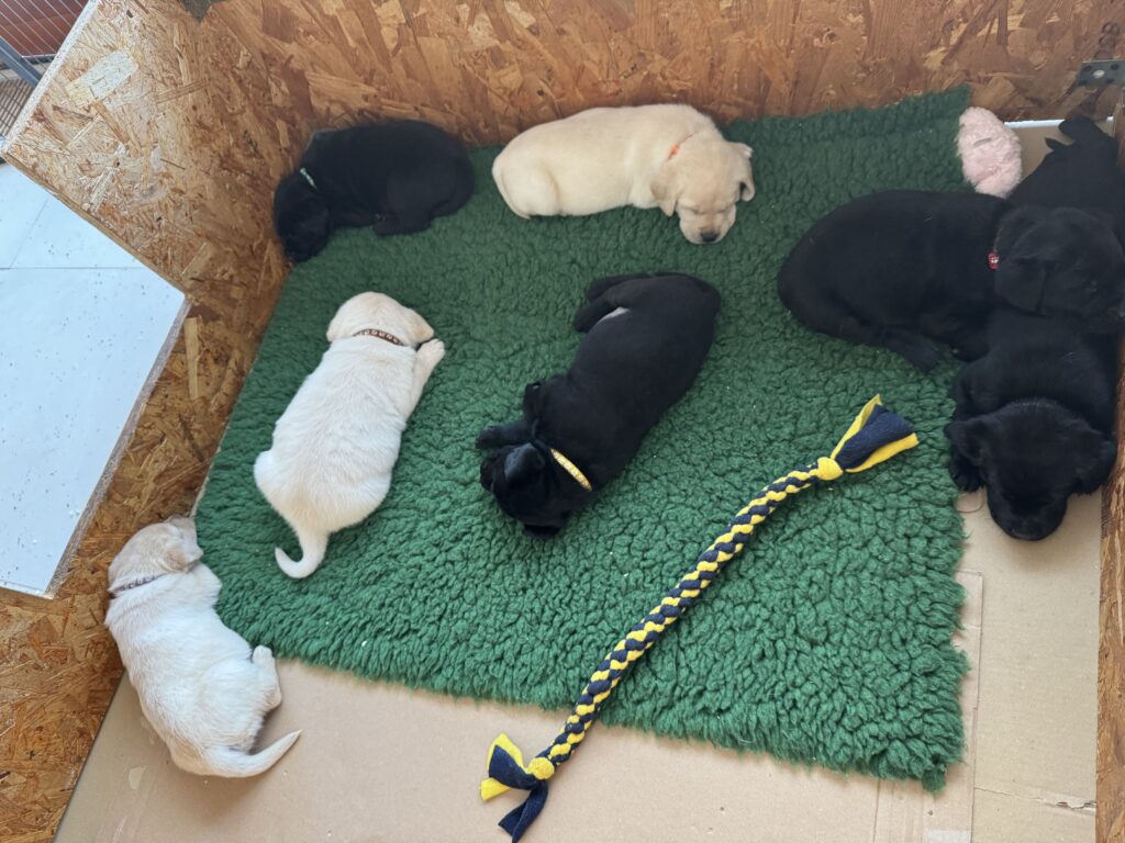 Yellow and black Labrador puppies are sleeping on a green blanket in a wooden pen, with a black-and-yellow rope toy beside them.