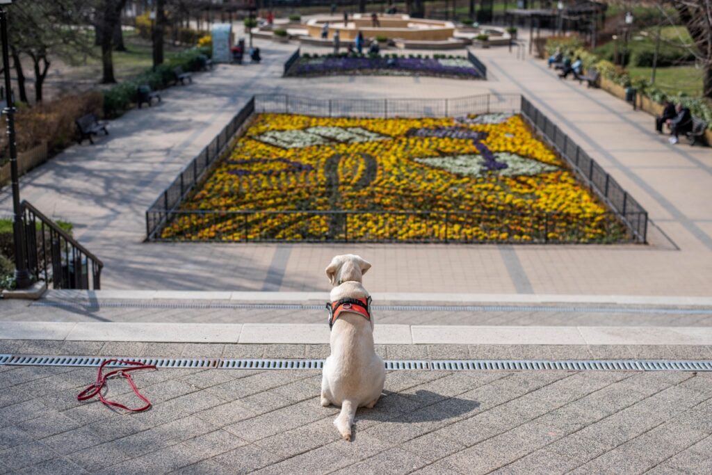 Naspolya overlooking the park from the top of the stairs