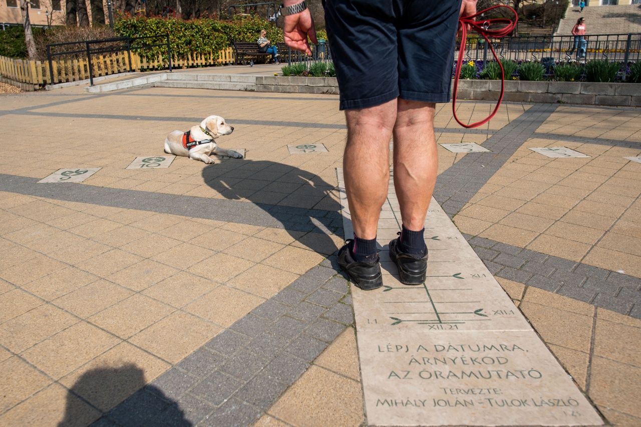 Naspolya a sárga labrador kutya a Mechwart ligetben a napóránál fekszik.