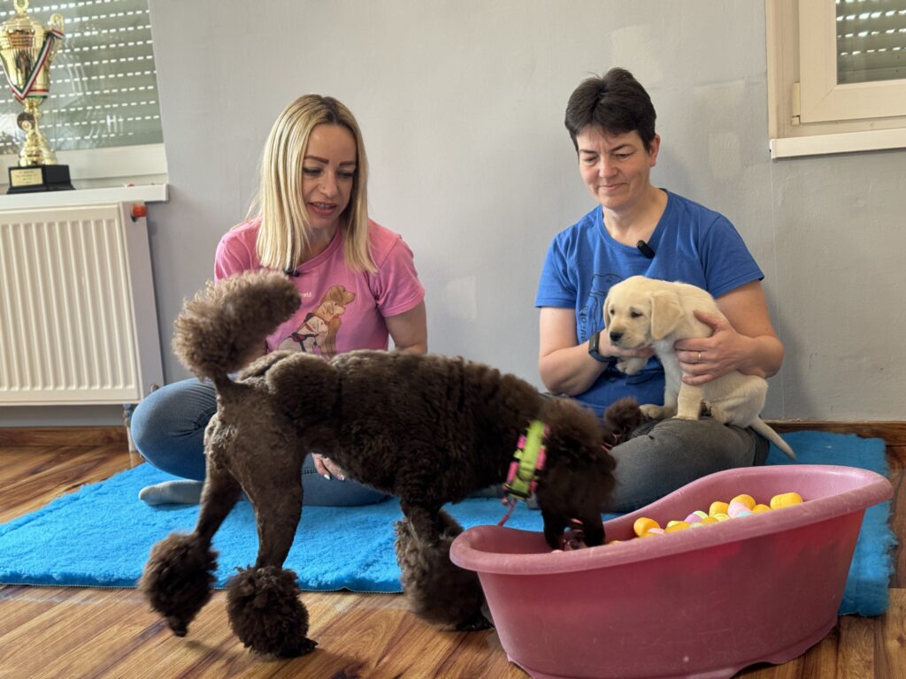 In the photos, on the left: Emese Barkóczi Királyné, guide dog trainer; on the right: Piroska Komondi, professional leader, holding a yellow Labrador puppy, with a brown poodle in front of them.