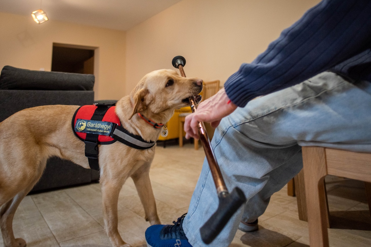 Frappé, a sárga labrador segítő kutya, a gazdája elejtett botját felveszi, majd óvatosan a kezébe adja, segítve ezzel a mindennapi önálló közlekedést.