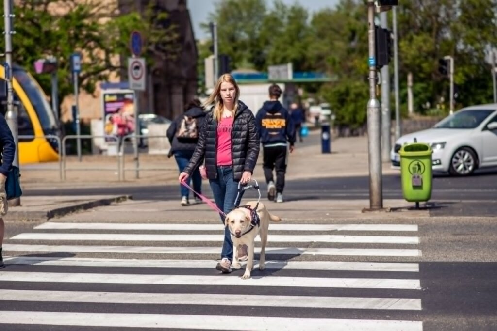 Egy fiatal nő magabiztosan kel át a zebrán egy hámot viselő sárga labrador vakvezető kutya kíséretében. A háttérben egy sárga villamos és járókelők láthatók.