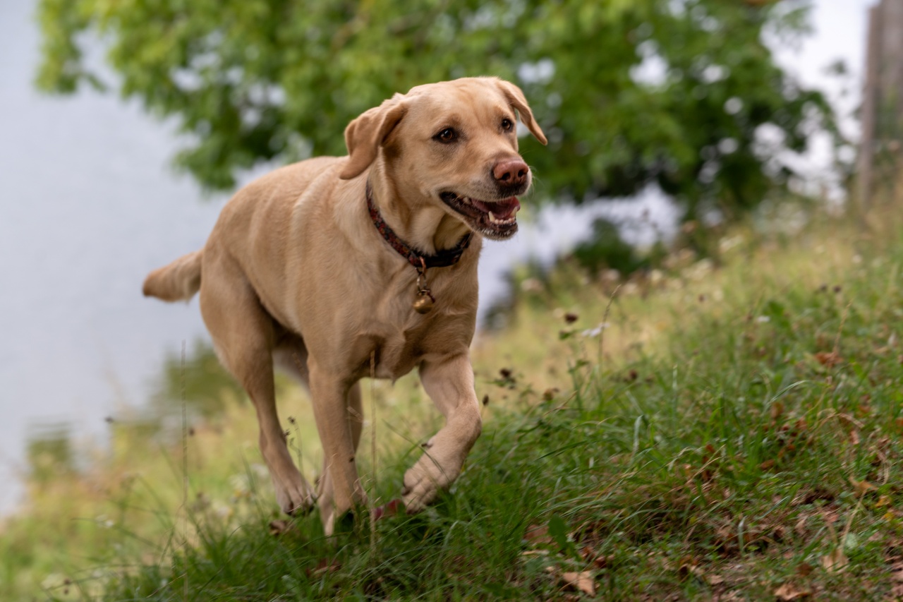 Ánizs szabadon él egy nagy kutyás közösségben