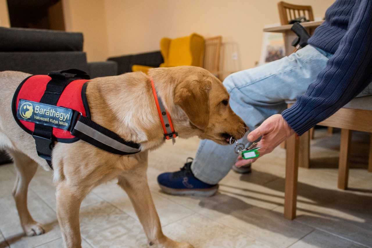 Frappé, a sárga labrador segítő kutya, a földről felvett kulcsot a gazdája kezébe adja, támogatva ezzel a mindennapi önálló életvitelt.