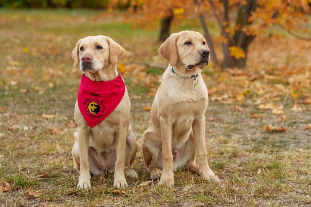 Két sárga labrador vakvezető kutya ül egymás mellett egy őszi parkban; a bal oldali kutya Ánizs egy élénkpiros háromszögletű sálat visel, amelyen a „Baráthegyi Vakvezető Kutya Iskola” sárga-fekete kutyás logója és felirata látható.