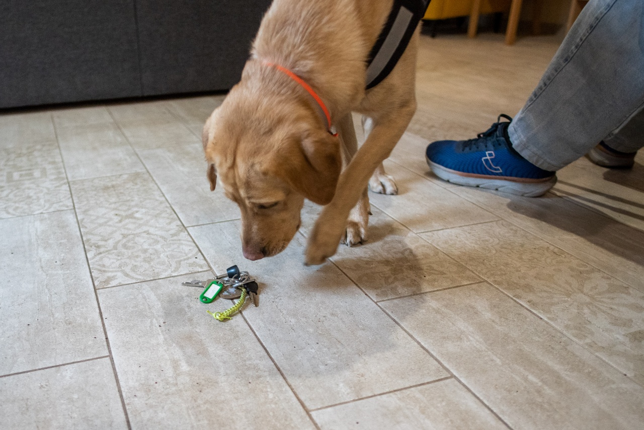 Frappé, a sárga labrador segítő kutya, a földre esett kulcsot segít felvenni – a gazdája mindennapi önállóságát támogató helyzetben.