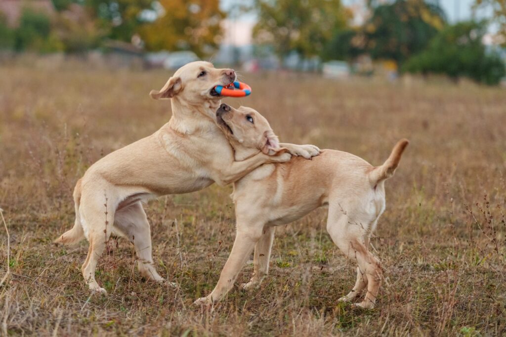 Két sárga labrador retriever játszik egy füves mezőn. Az egyik kutya ágaskodik, szájában egy narancssárga-kék játékot tartva, míg a másik kutya felemelt fejjel néz fel a játékra.