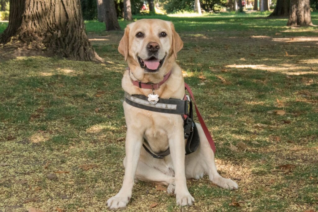 Gesztenye, a sárga labrador vakvezető kutya, egy erdei füves területen ül – természetközeli környezetben készült, vakvezető kutyát bemutató kép.