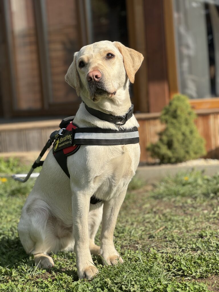 A képen Hargita, a sárga színű labrador vakvezető tanuló kutya, vakvezető hámban ül egy füves területen.