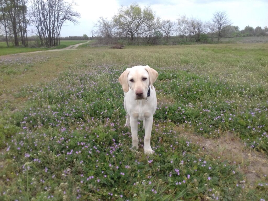 Olivér a sárga labrador vakvezető tanuló kutya kölyökkorában egy virágos réten áll.